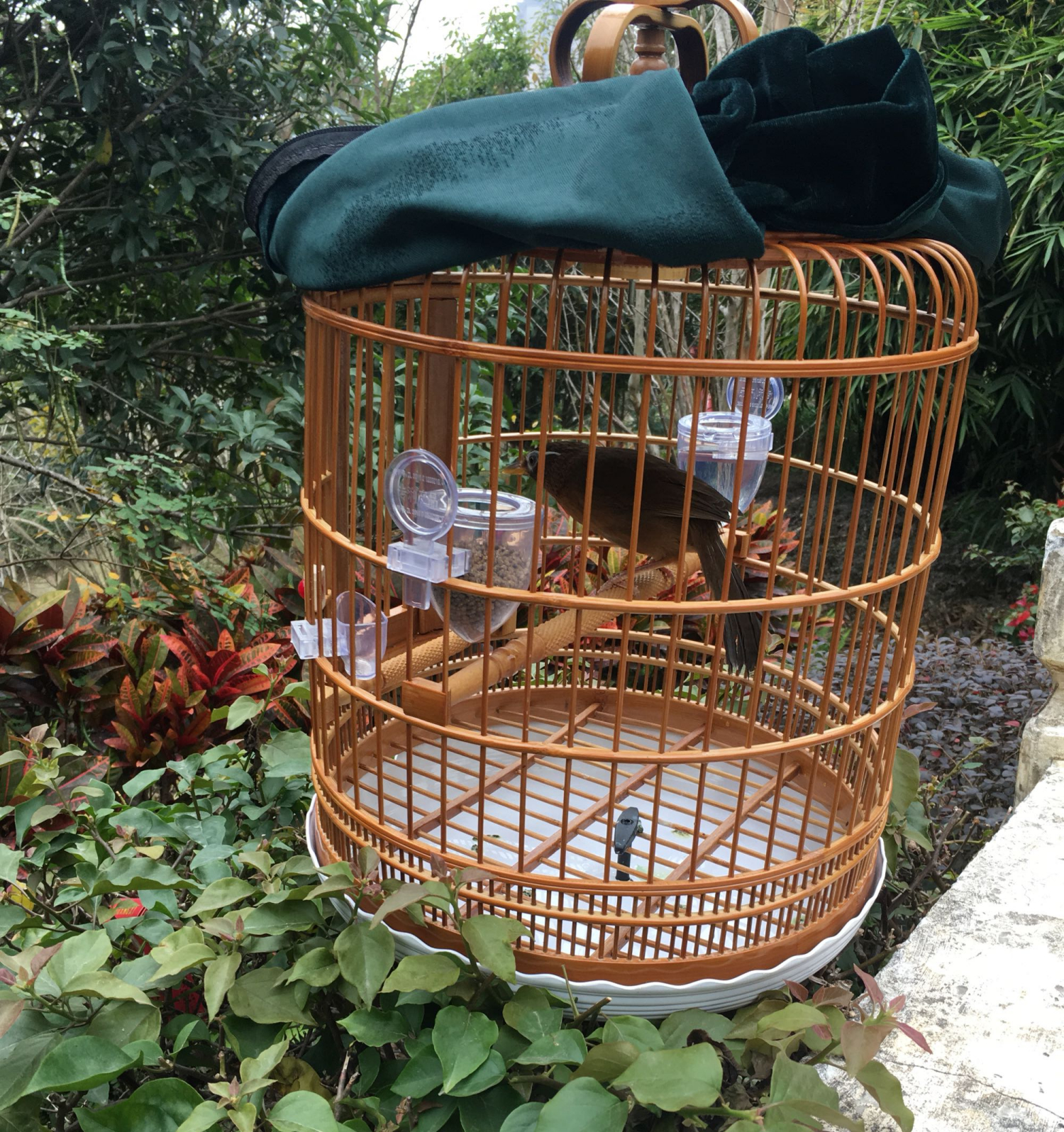 养鸟没你想的那么简单,给笼养画眉鸟添食就有这么多的讲究!